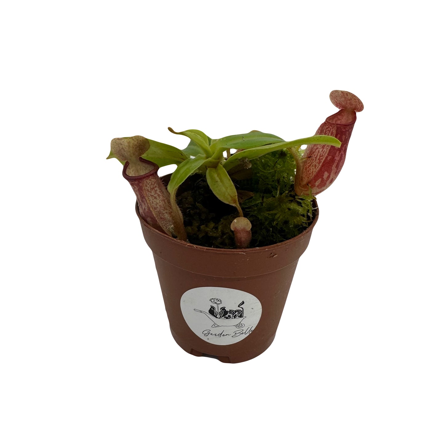 Nepenthes 'St. Gaya'