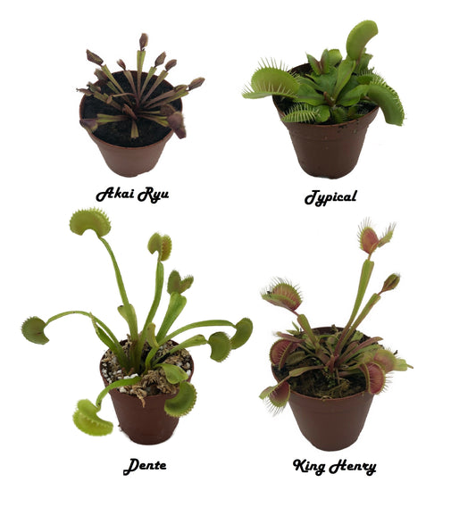 4 Pack Venus Flytrap Dente, Typical, King Henry, Akai Ryu