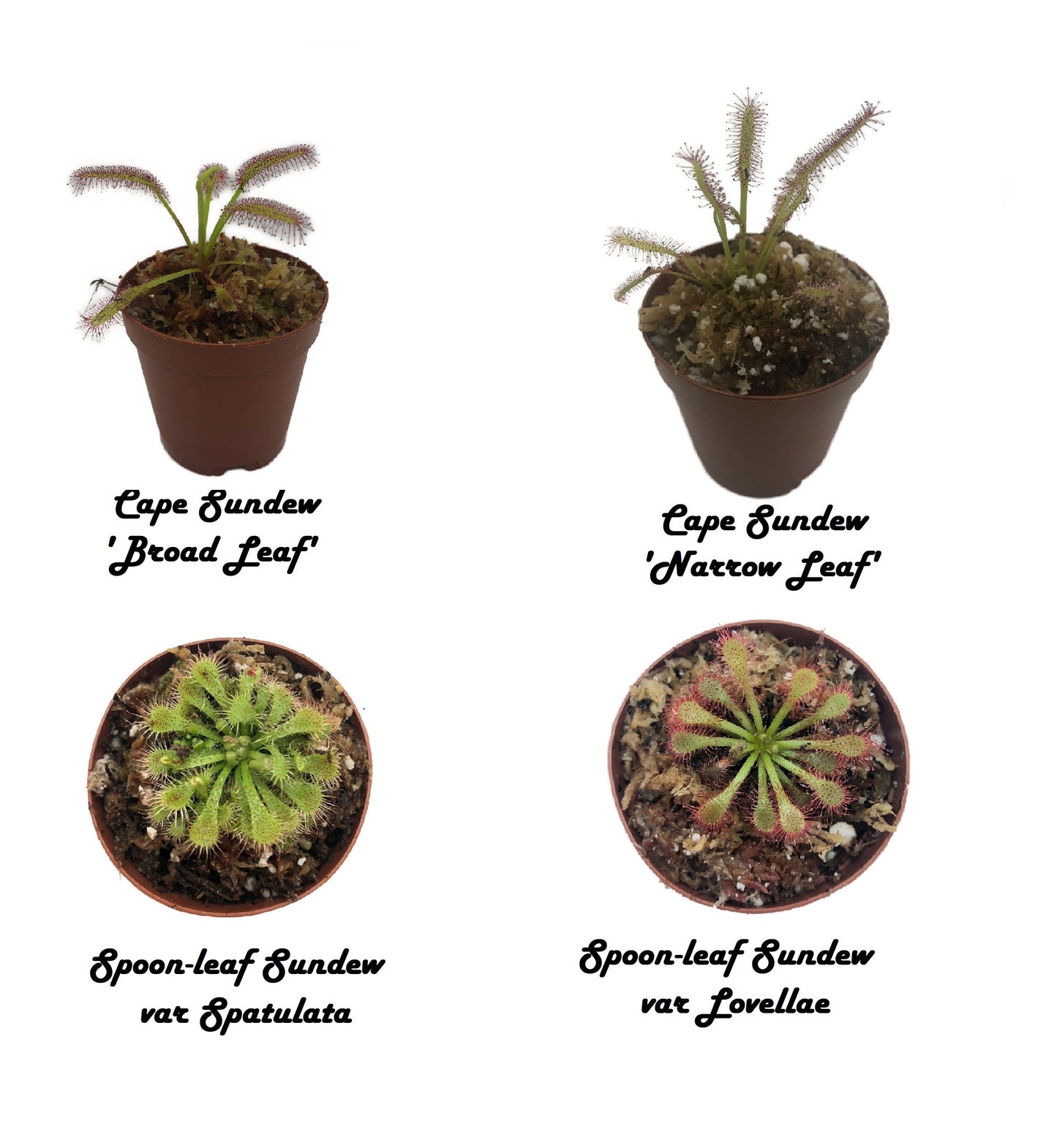 Live 4 Variety Pack Sundew Drosera