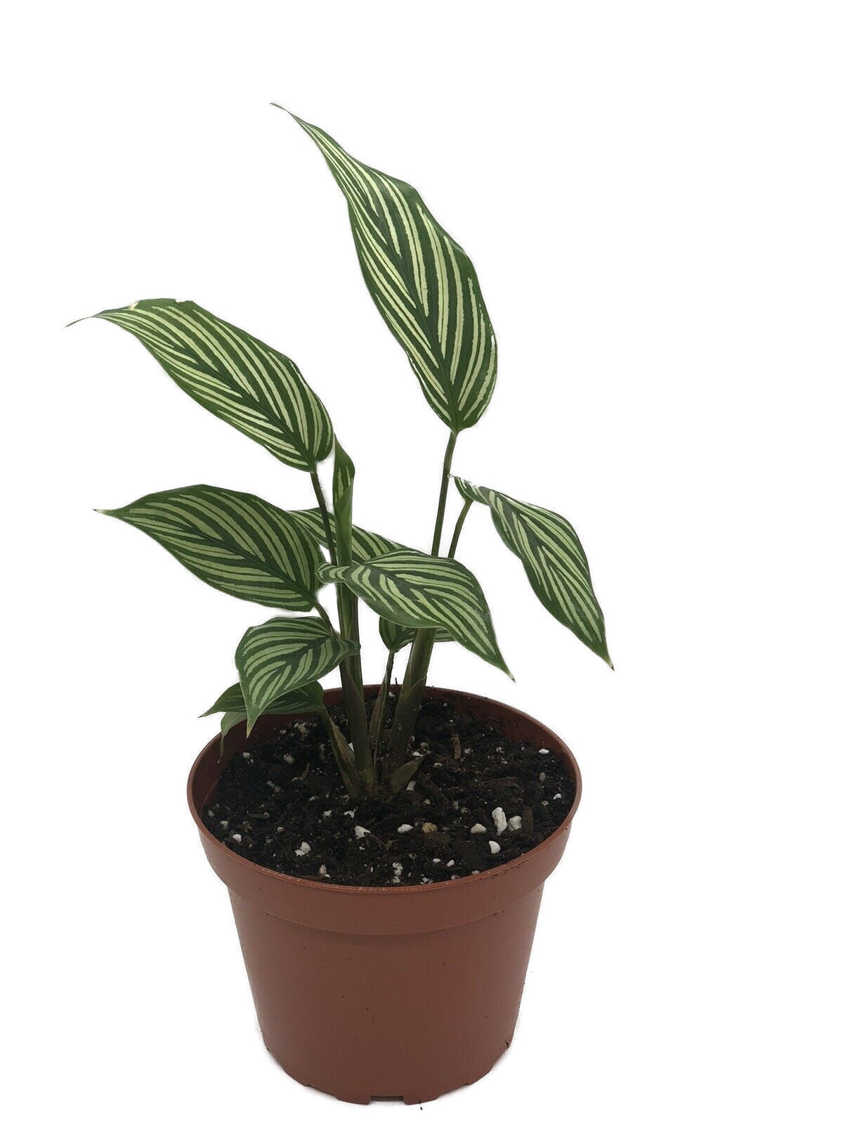 Calathea Elliptica Vitata