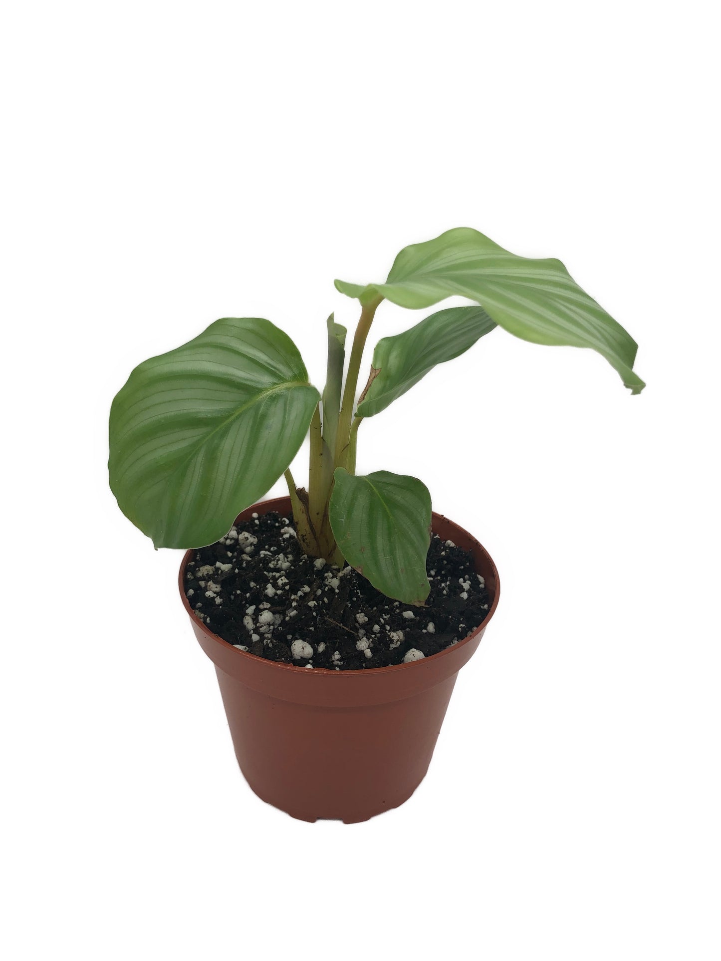 Calathea Orbifolia Plant in 4" Pot