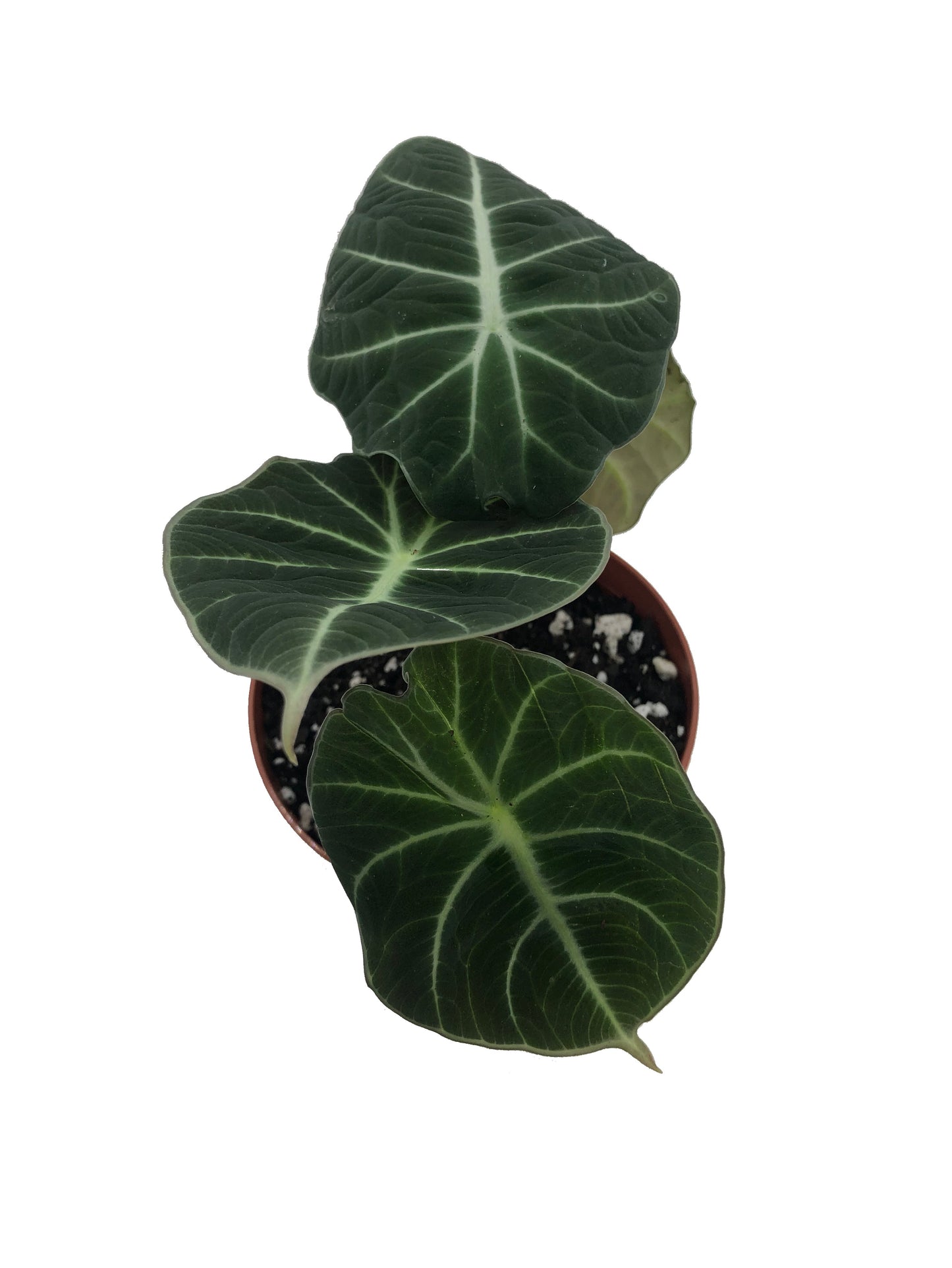 Alocasia Black Velvet (Alocasia Reginula) in 4" Pot