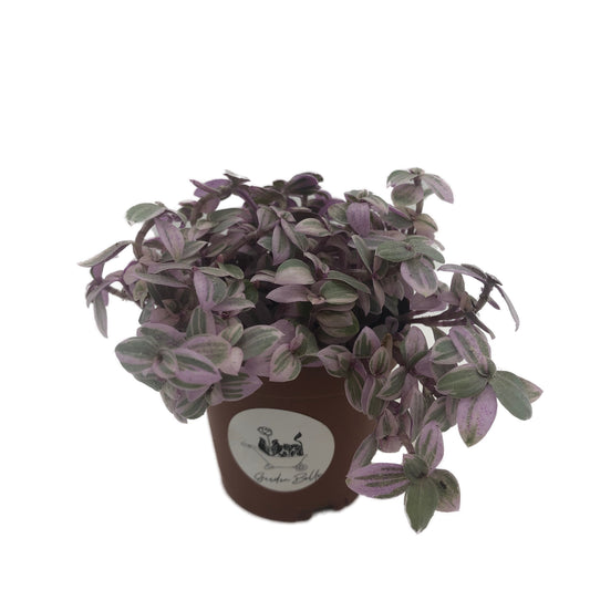 Tradescantia 'Pink Panther' (Callisia Repens) Plant