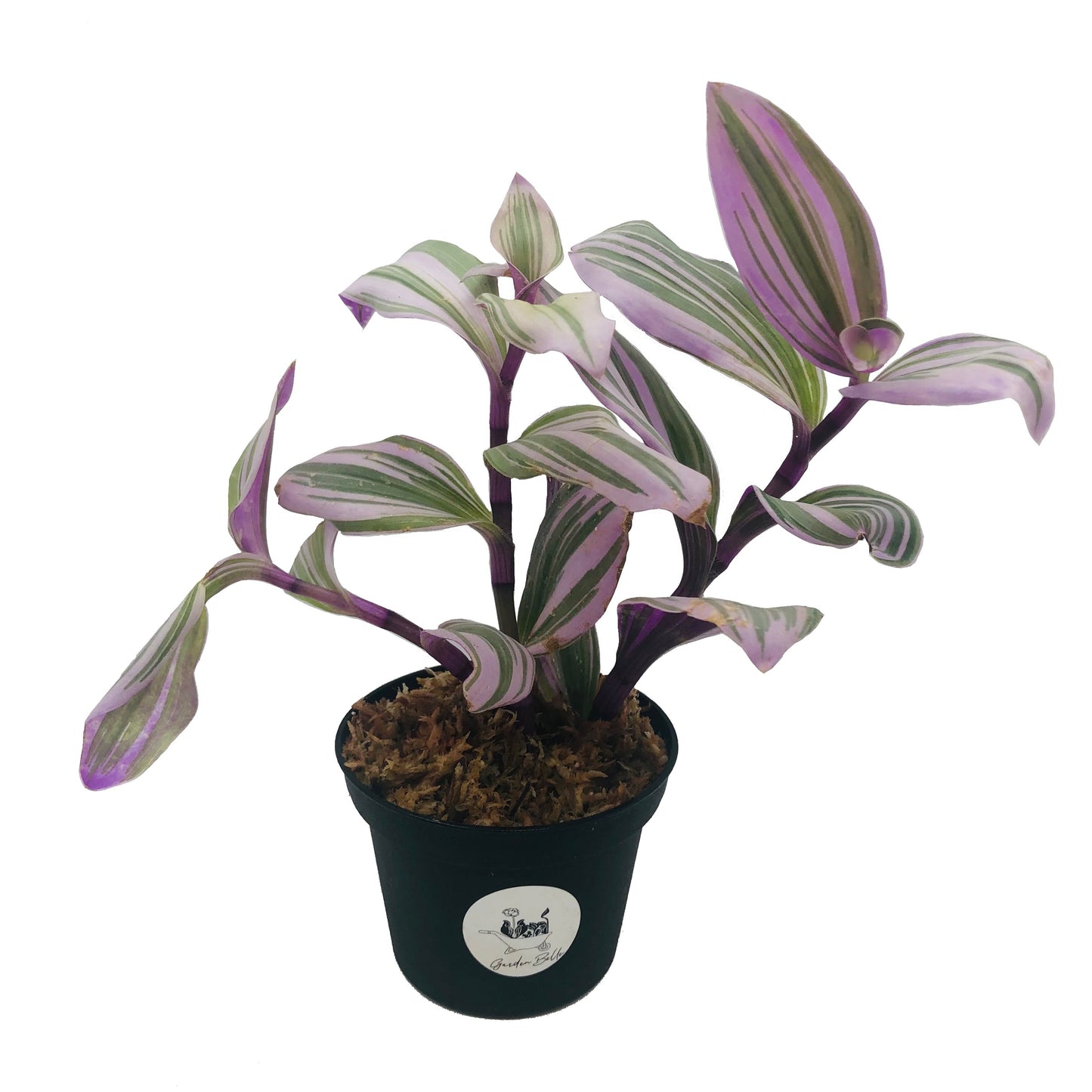 Tradescantia Nanouk (Tradescantia albiflora ‘Nanouk’) In 4” Pot