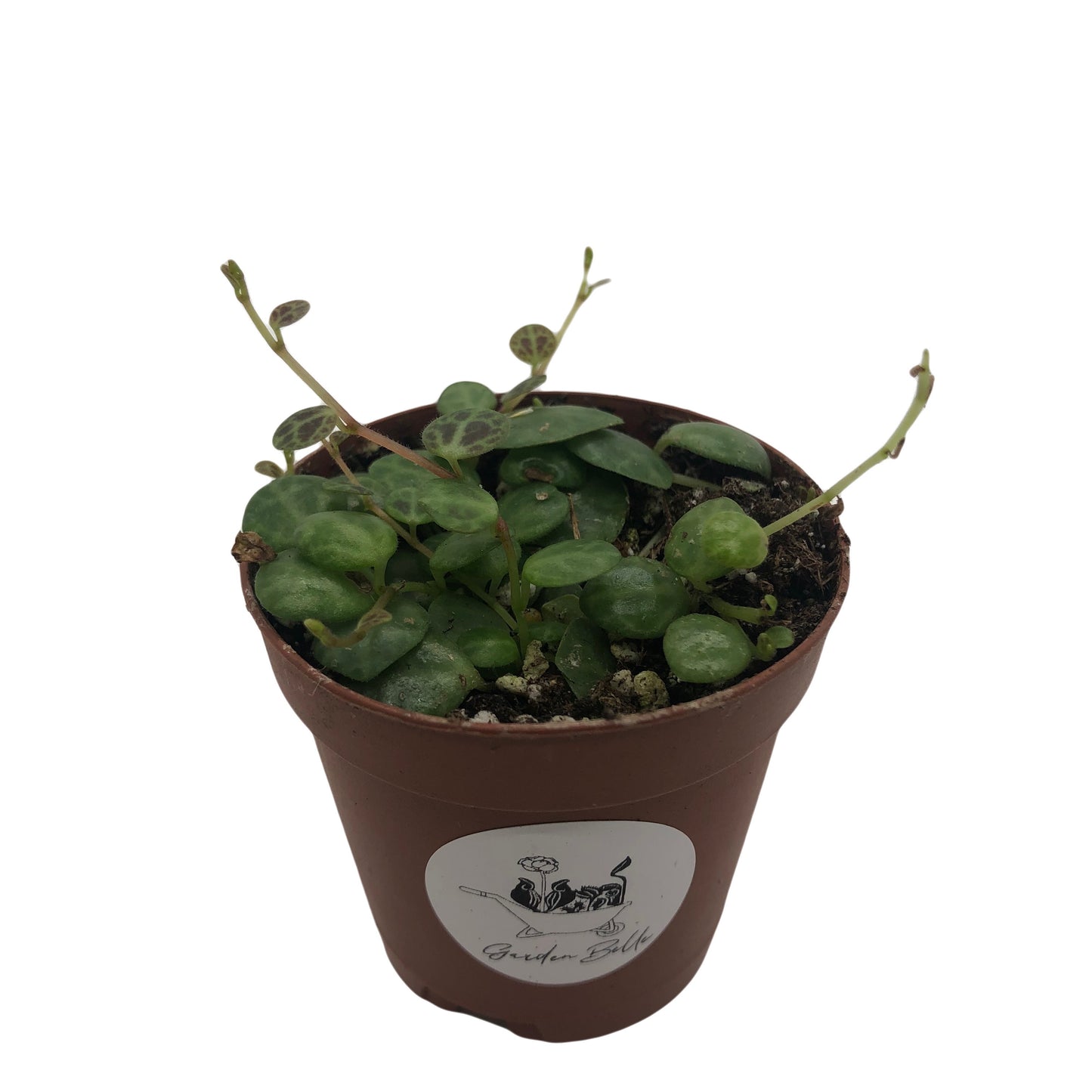 Live String Of Turtles Peperomia Prostata Succulent Plant In 2” Pot