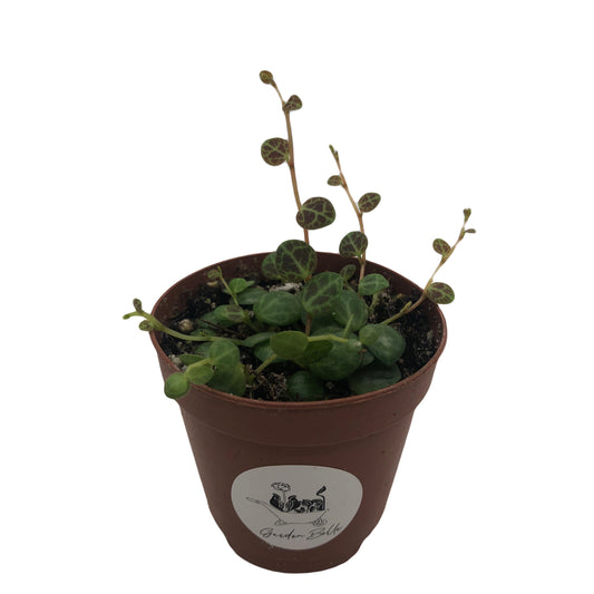Live String Of Turtles Peperomia Prostata Succulent Plant In 2” Pot