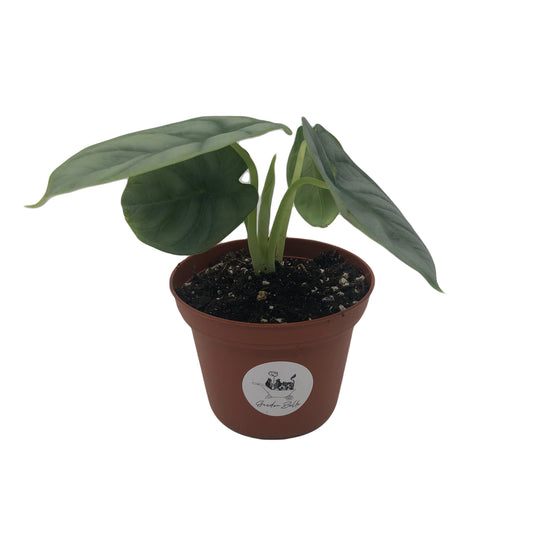 Alocasia ‘Silver Dragon’ Plant In 3” Pot