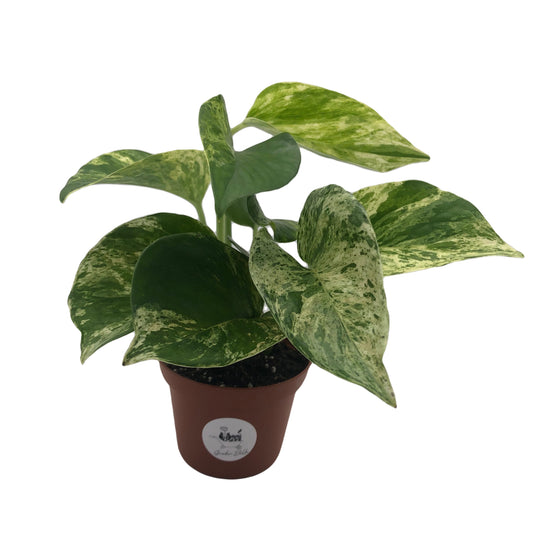 Scindapsus Marble Queen Pothos Plant In 4” Pot