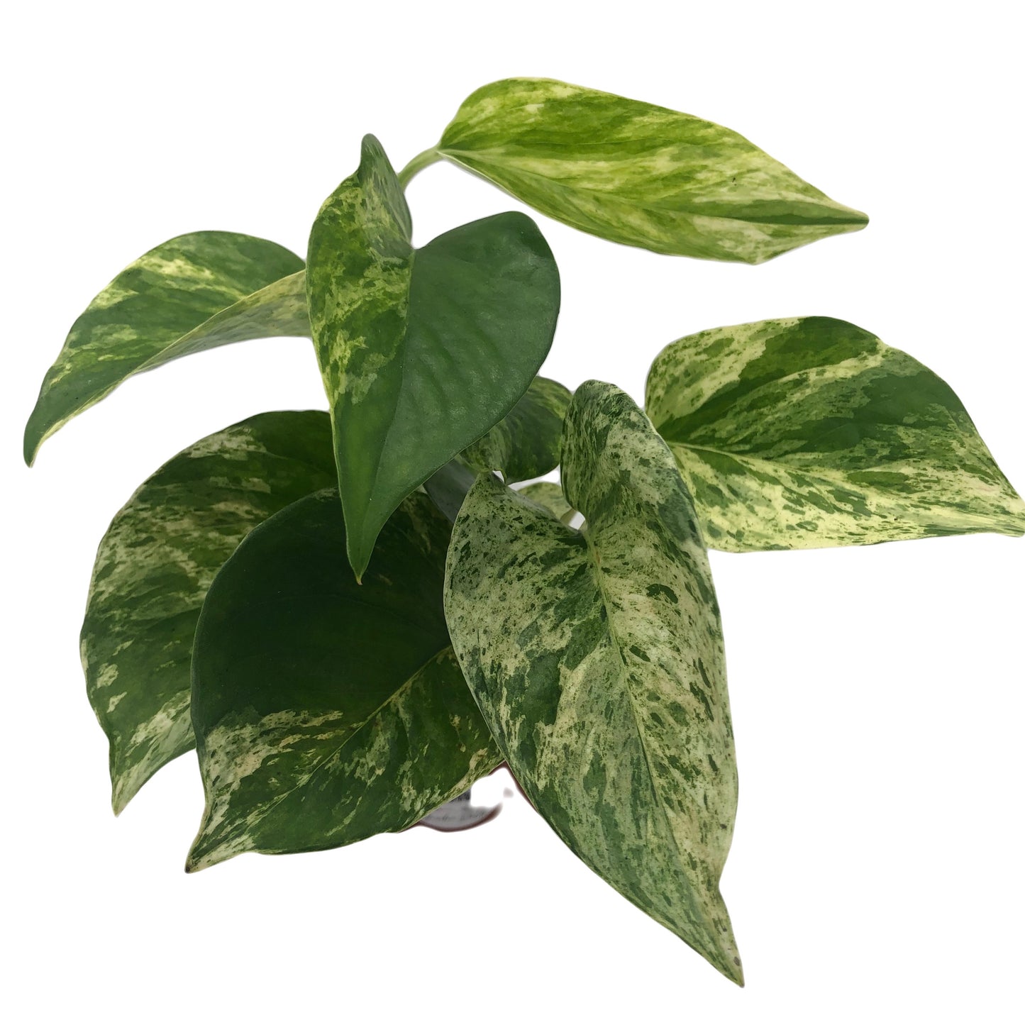 Scindapsus Marble Queen Pothos Plant In 4” Pot