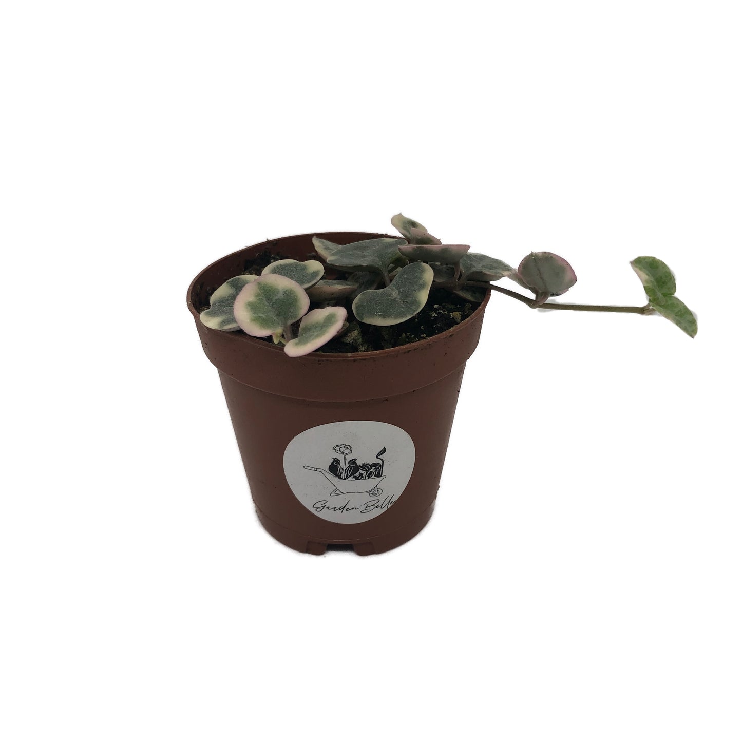 Variegated String of Hearts (Ceropegia Woodii Variegata) Plant in 2" Pot