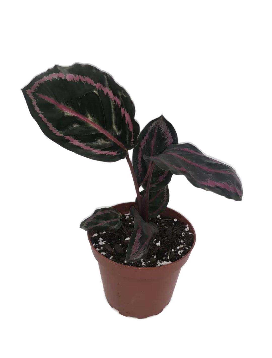 Calathea Rose Painted in 4” Pot
