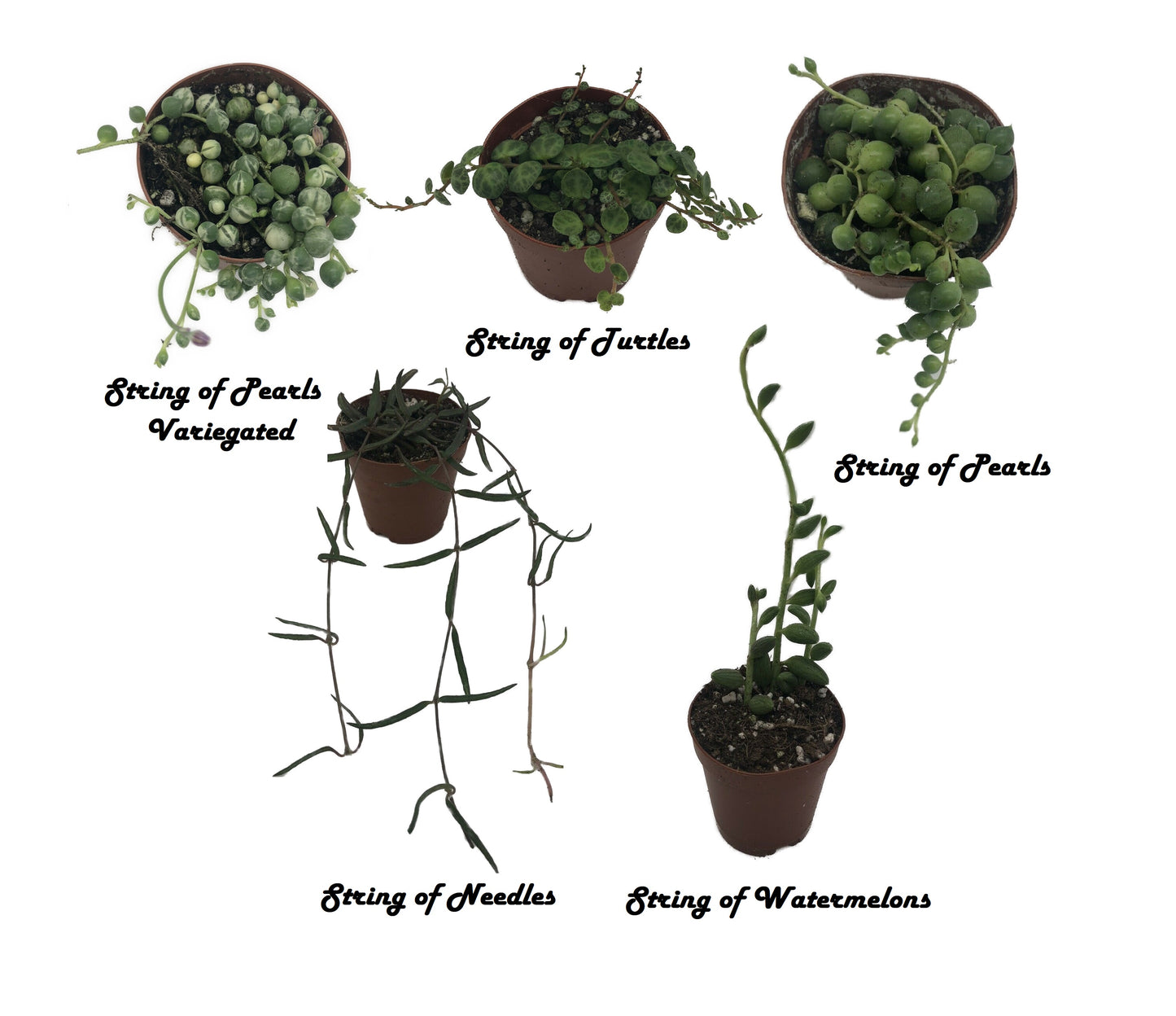 String Succulent Collection - Pearls, Variegated Pearls, Needles, Turtles, Watermelons in 2” Pot