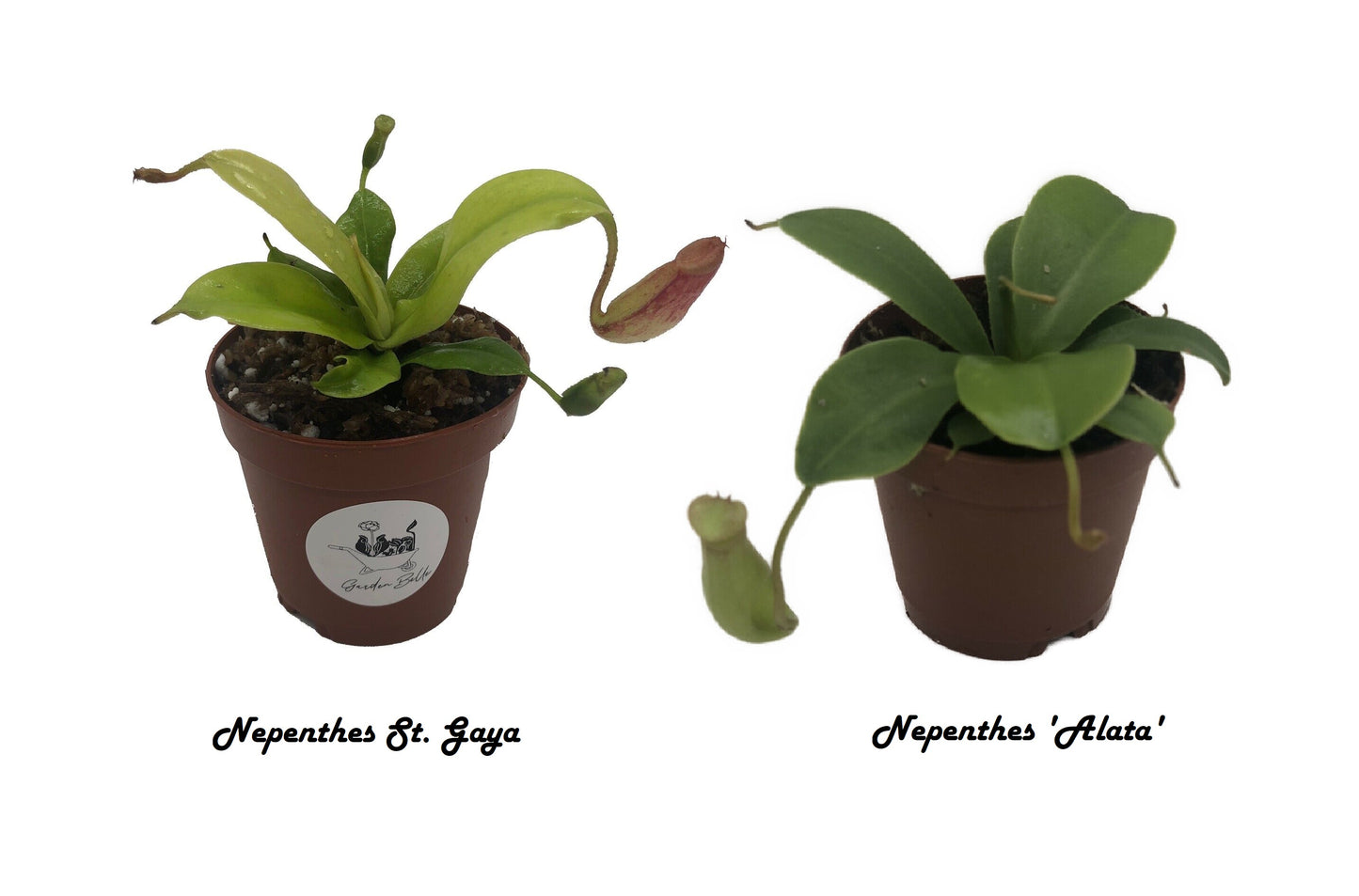 Nepenthes 'Alata' and Nepenthes 'St. Gaya'