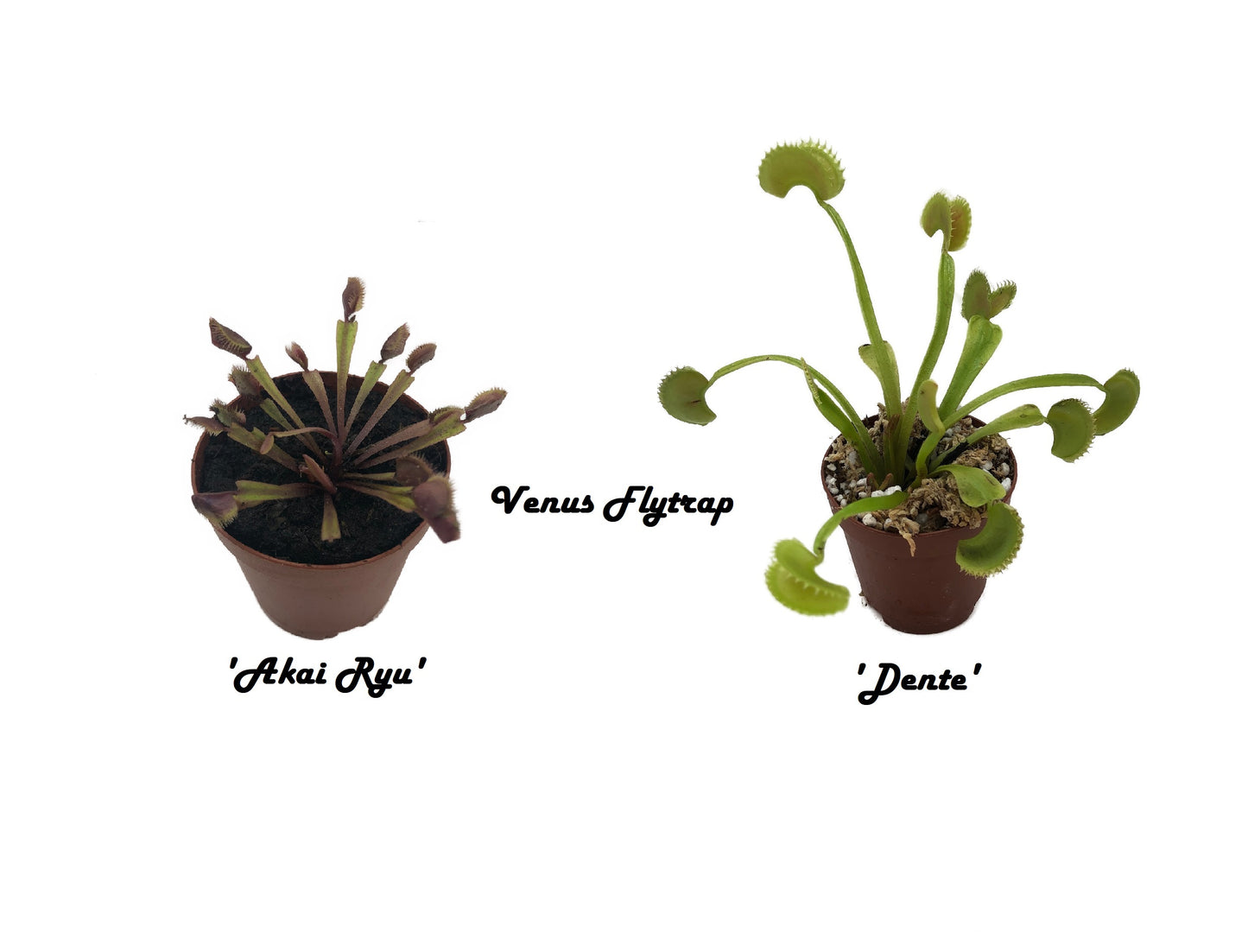2 Pack Venus FlyTrap includes 1 Dente and 1 Akai Ryu
