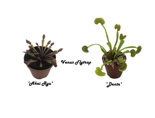 2 Pack Venus FlyTrap includes 1 Dente and 1 Akai Ryu