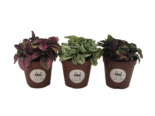 Live Hypoestes Polka Dot Plant Mix 3 Different Colors In 2” Full Pots