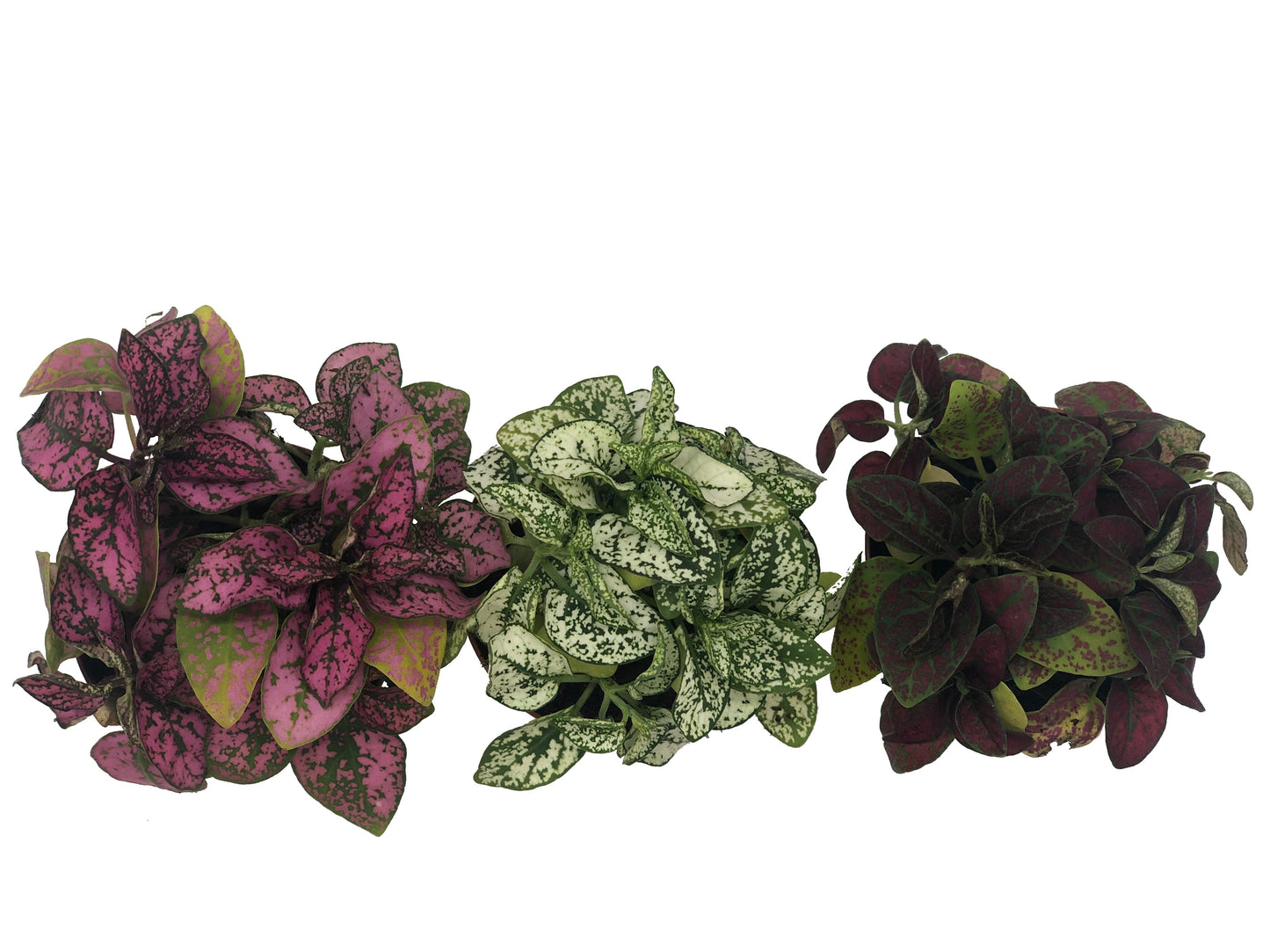 Live Hypoestes Polka Dot Plant Mix 3 Different Colors In 2” Full Pots