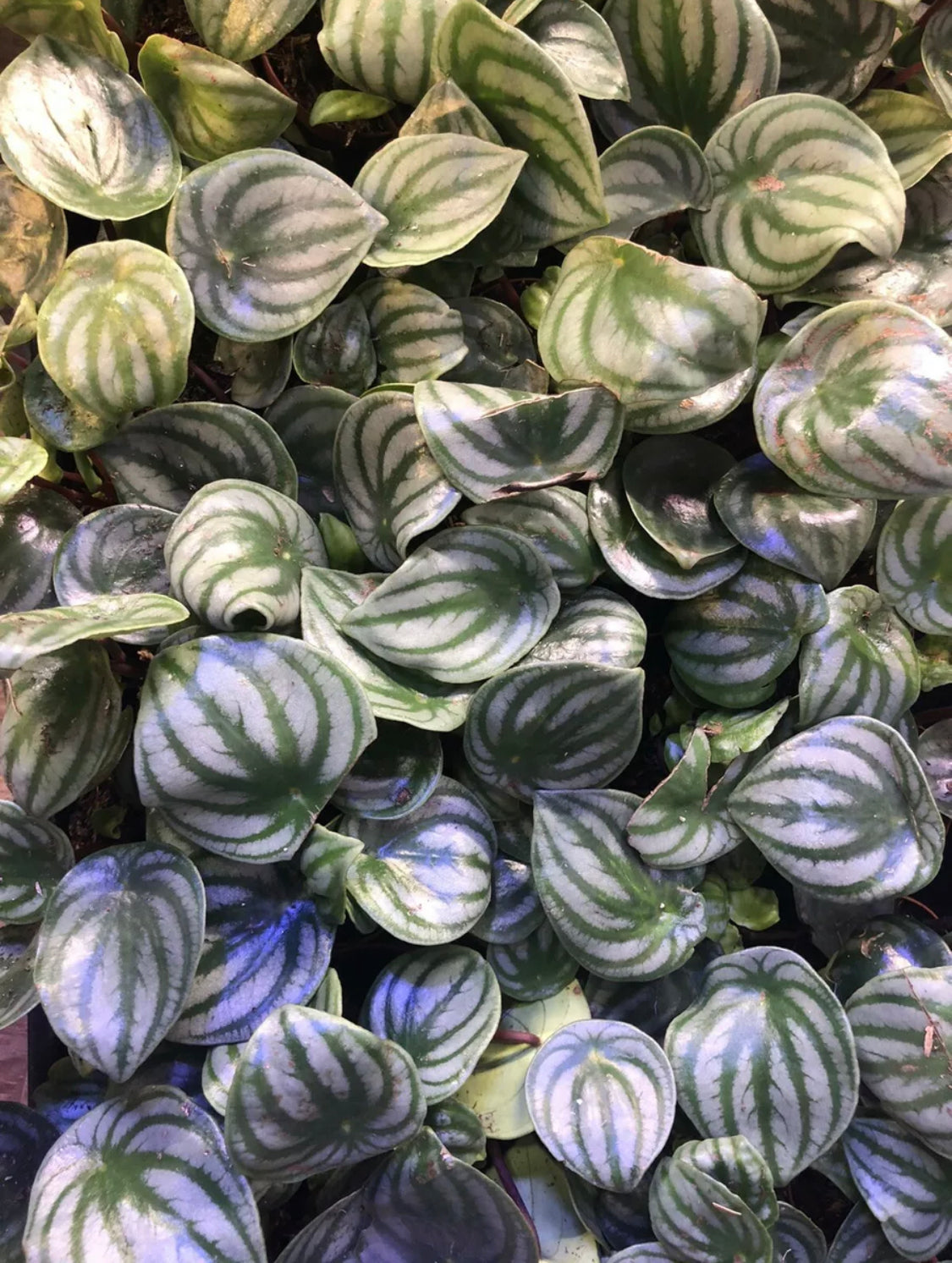 Watermelon Pepperomia (Peperomia Argyreia) In 2” Pot Small