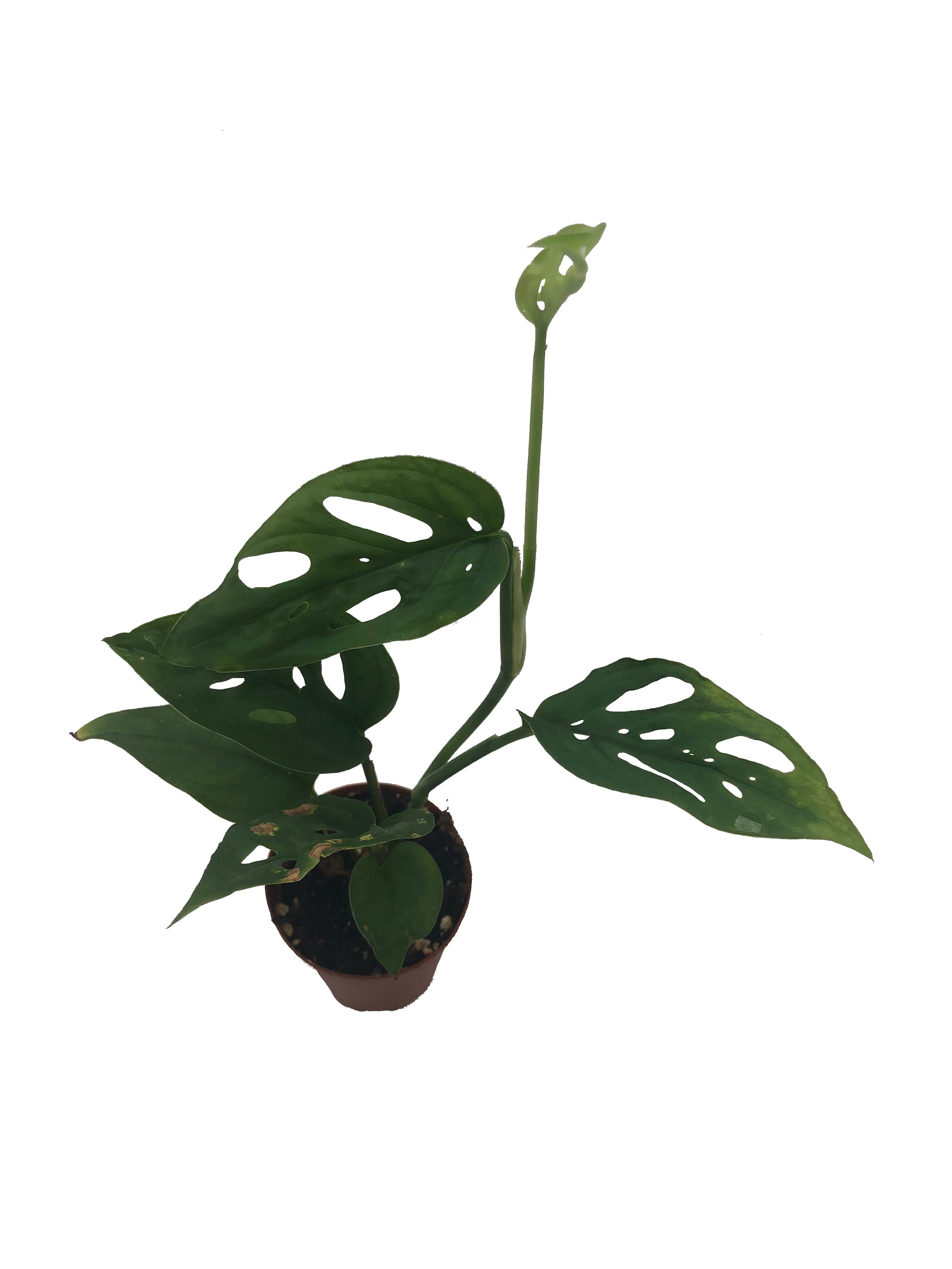 Monstera Swiss Cheese (Monstera adansonii) 2" Pot The Garden Belle