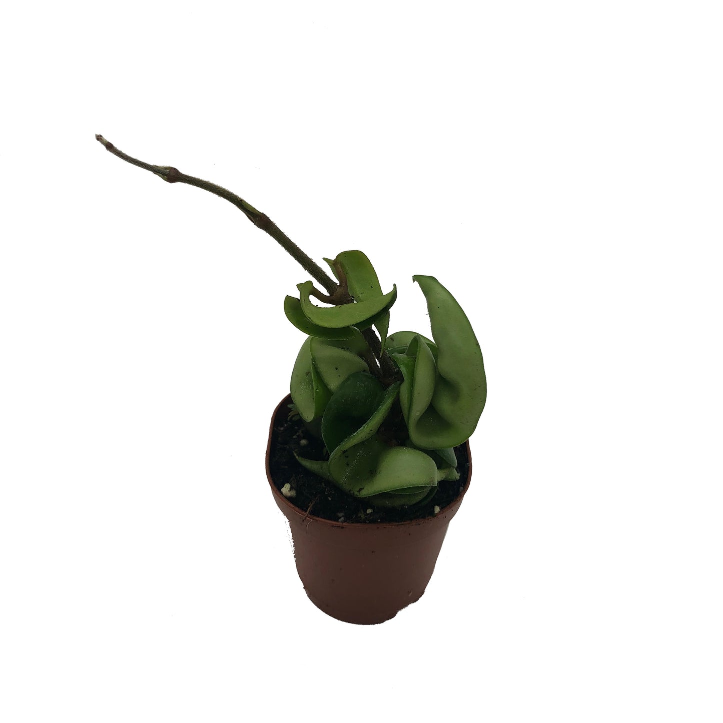 Hindu Rope Plant (Hoya Compacta) In 2” Pot