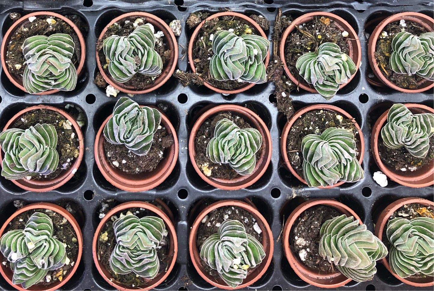 Crassula Buddha’s Temple Succulent Plant In 1” Pot