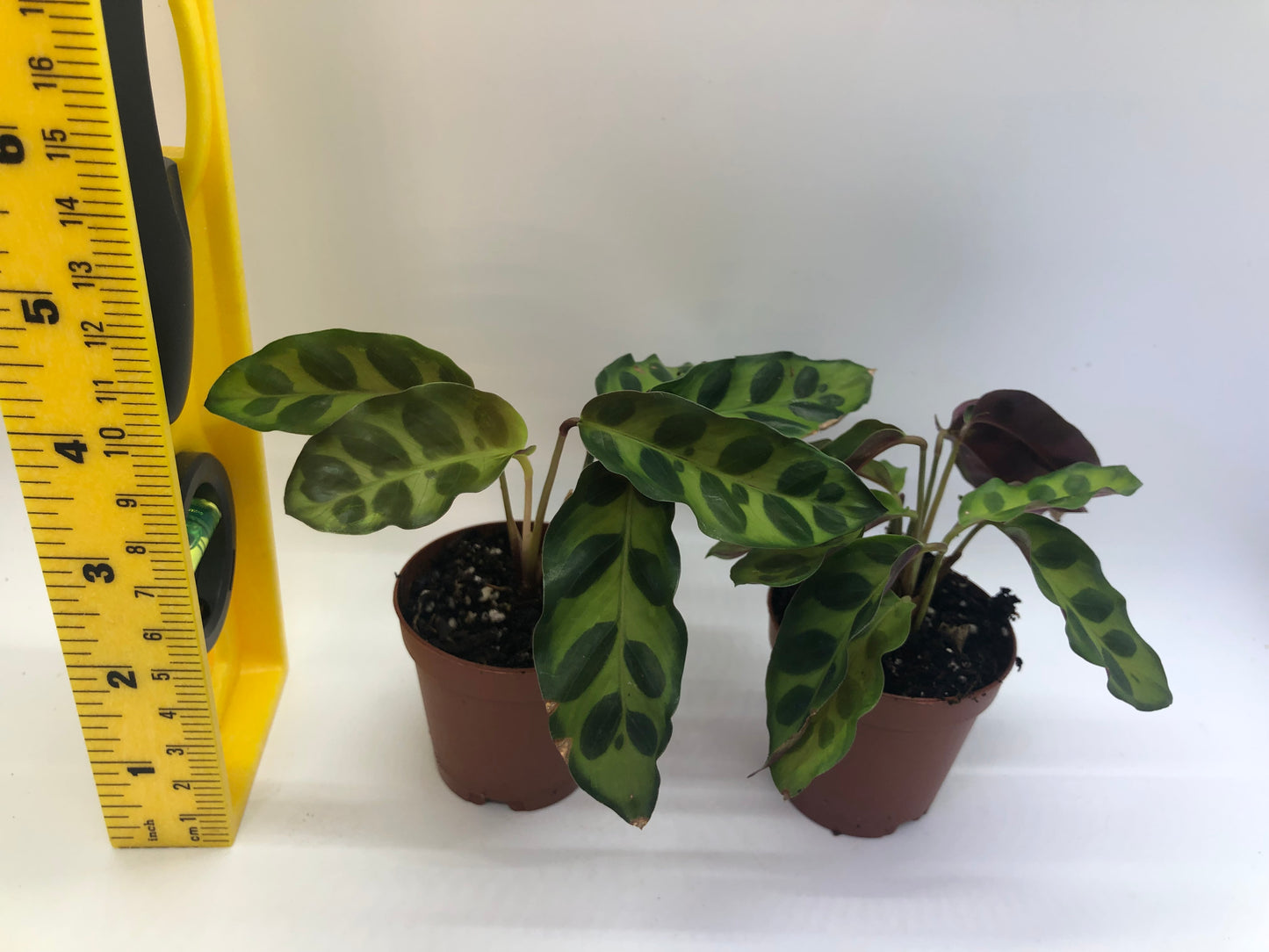 Calathea Zebra Plant (Calathea Zebrina)