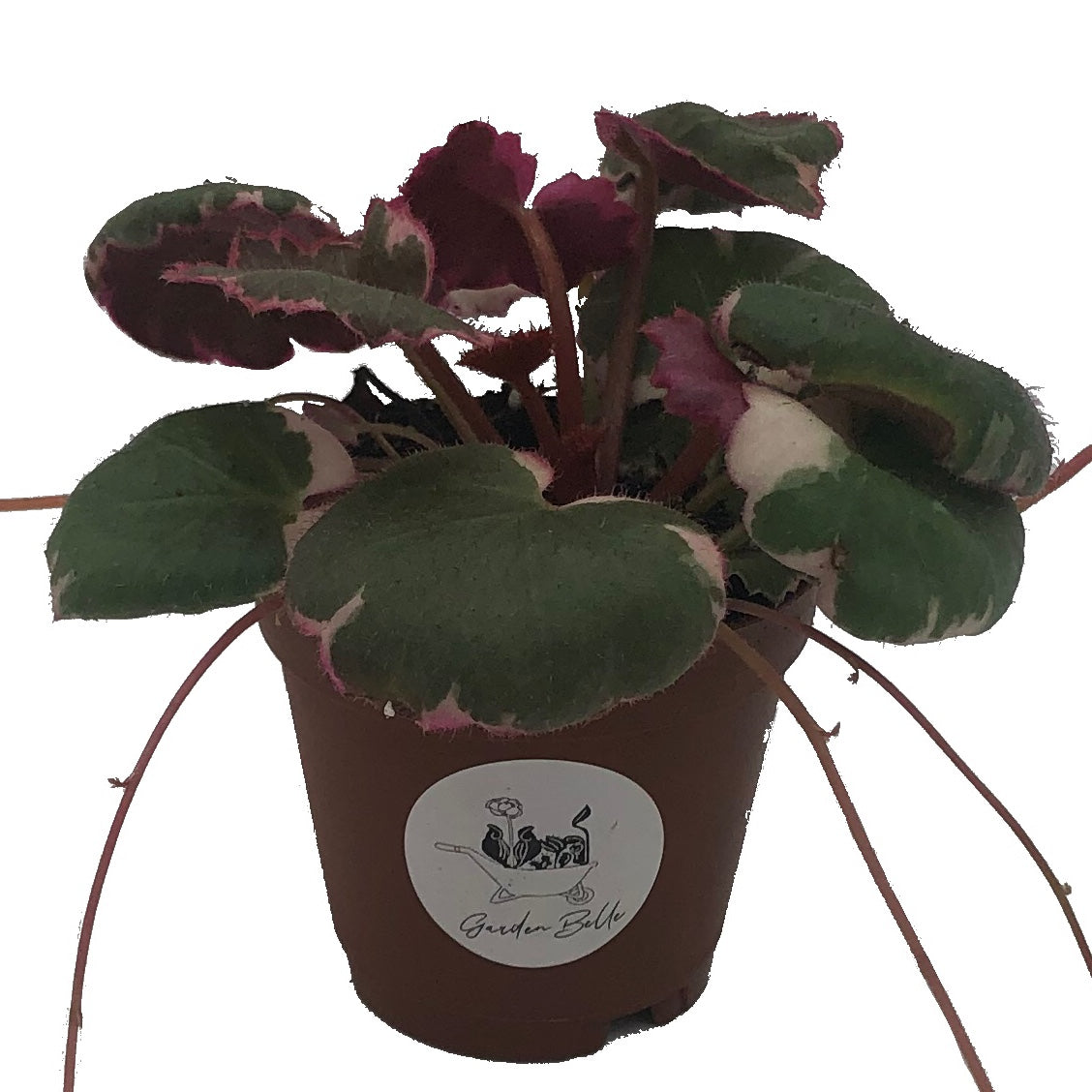 Variegated Strawberry Begonia (Saxifraga Stolonifera Variegata) In 2” Pot