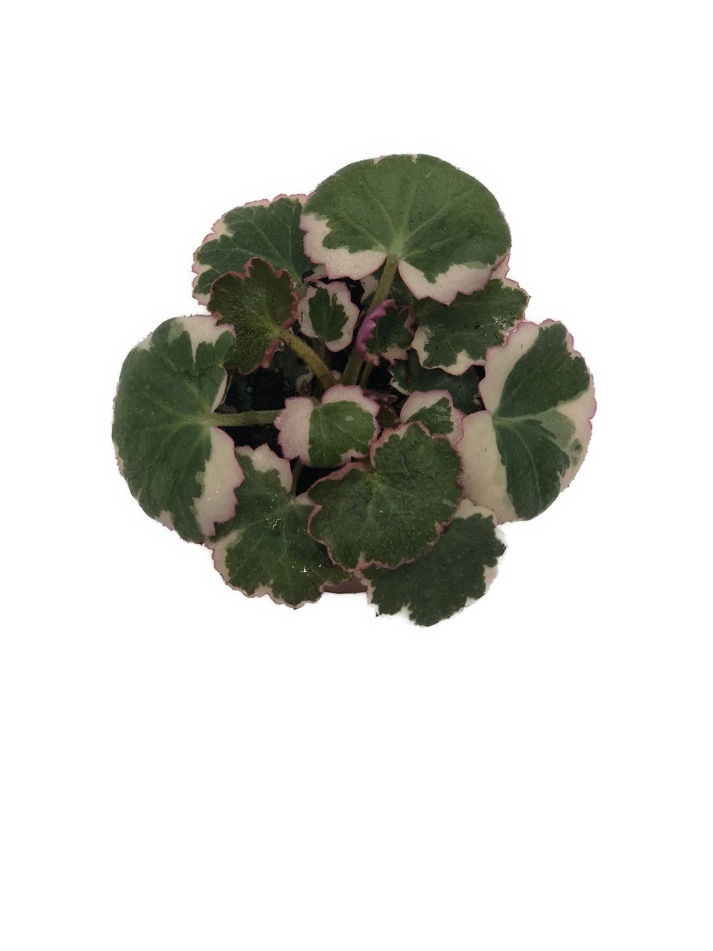 Variegated Strawberry Begonia (Saxifraga Stolonifera Variegata) In 2” Pot