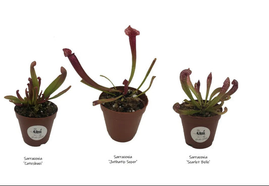 Live Sarracenia Starter Pack Scarlet Belle, Juthatip Soper, Catesbaei