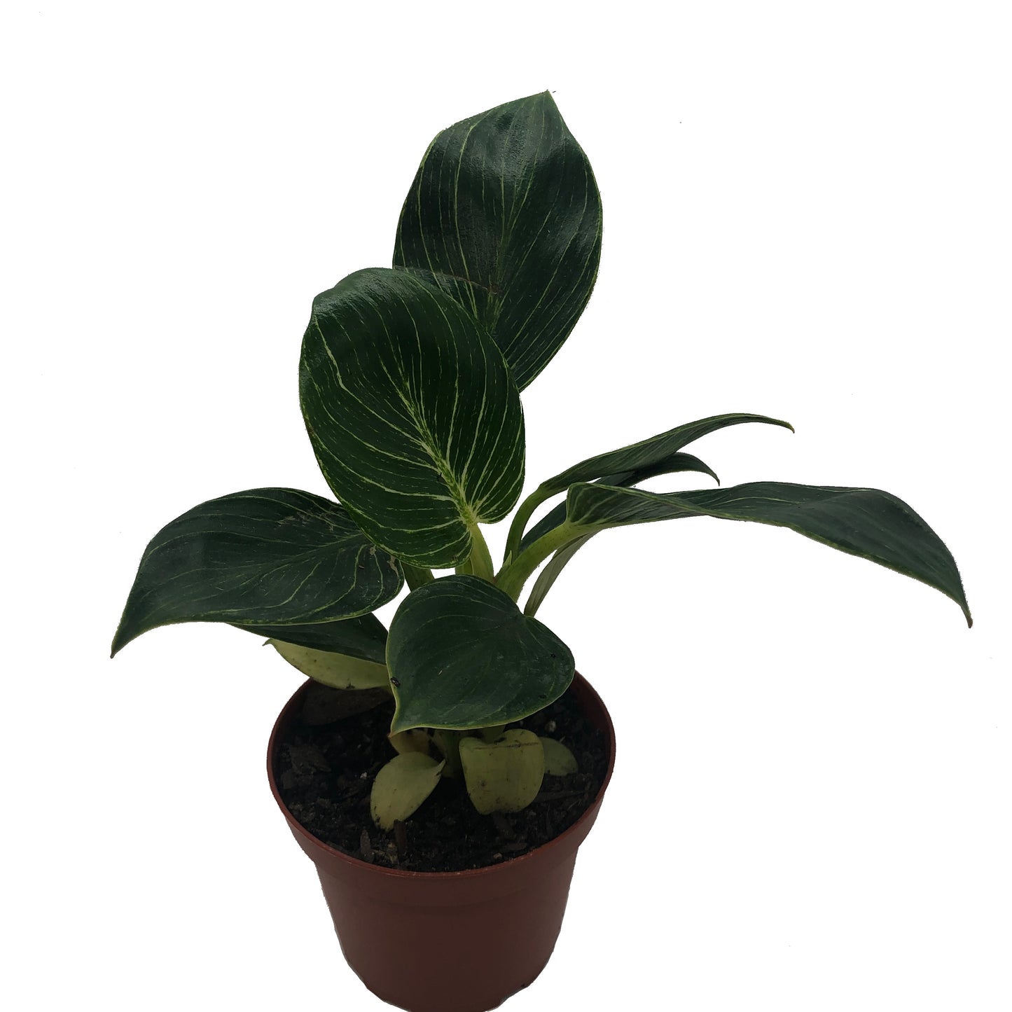 Philodendron ‘Birkin’ in 4" Pot