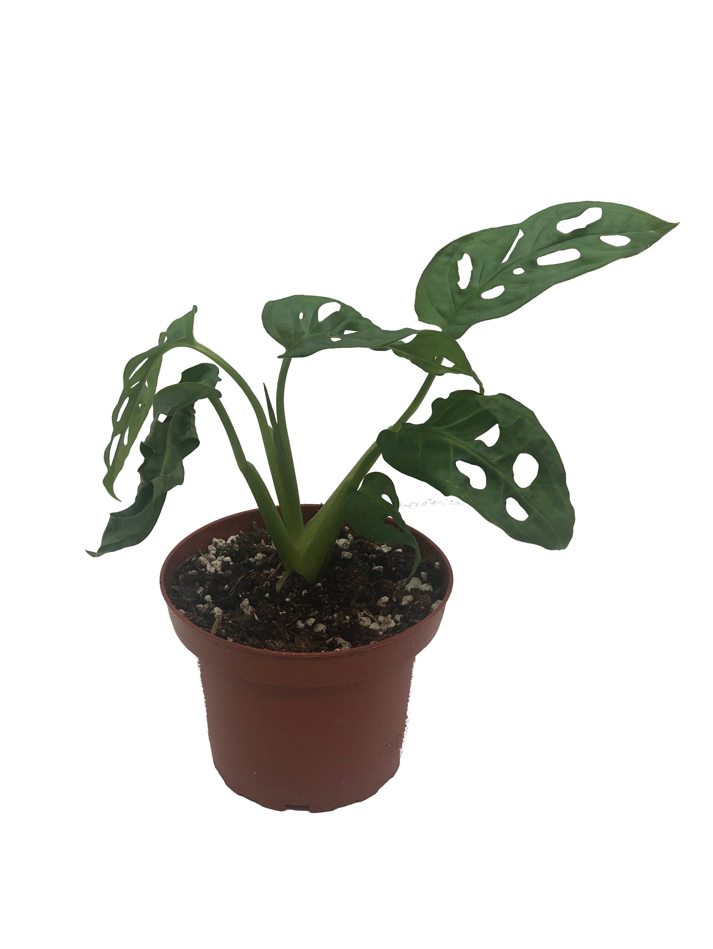 Monstera Swiss Cheese in 4" Pot
