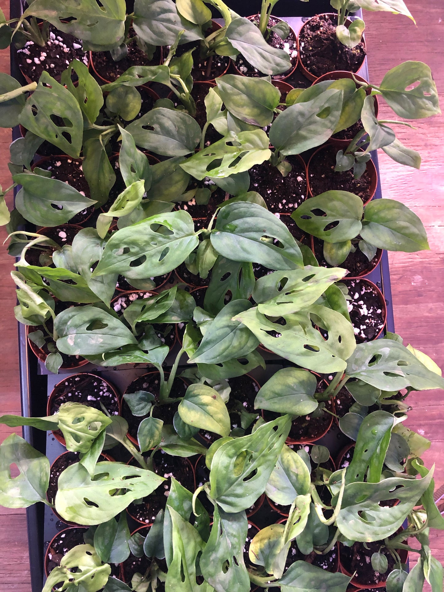 Monstera Swiss Cheese (Monstera adansonii) 2" Pot