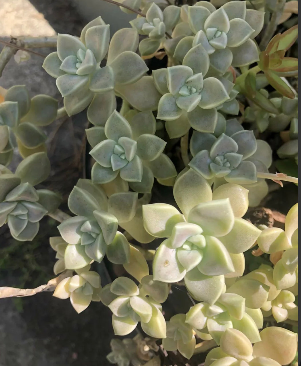 Ghost Plant Succulent Cuttings 5x