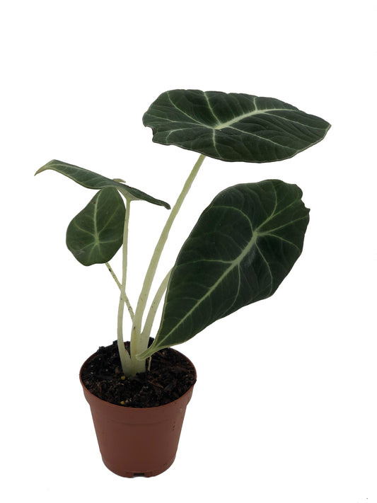 Alocasia Black Velvet (Alocasia Reginula)
