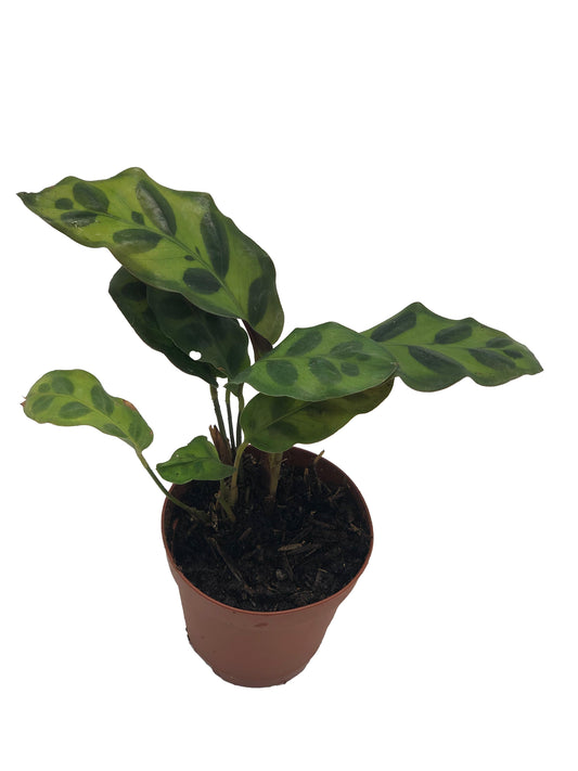 Calathea Zebra Plant (Calathea Zebrina)