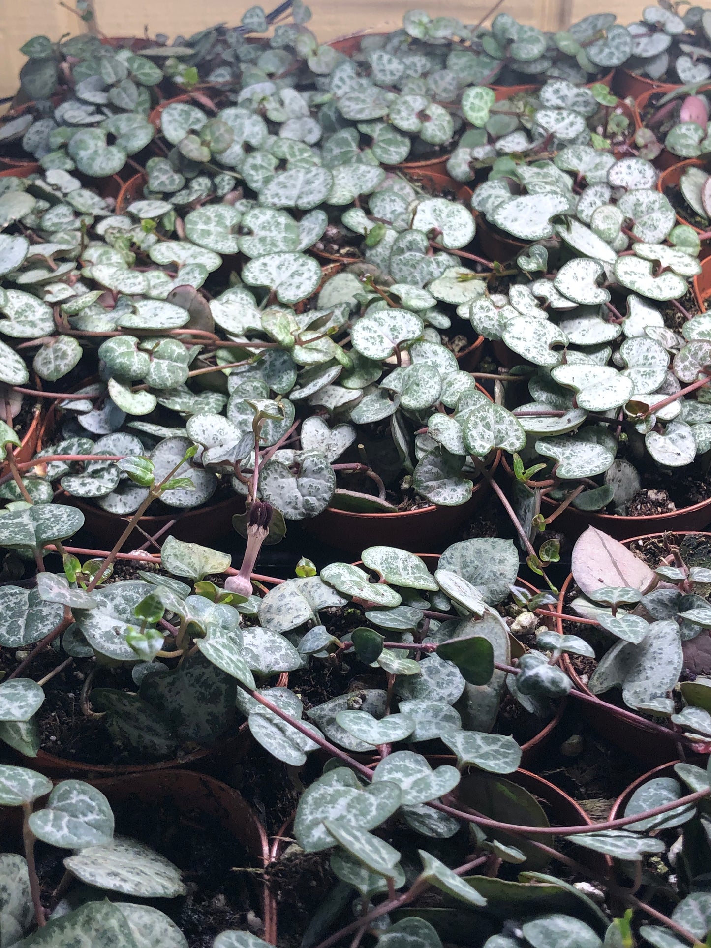 Live String Of Hearts Ceropegia Woodii Succulent Plant In 2” Pot
