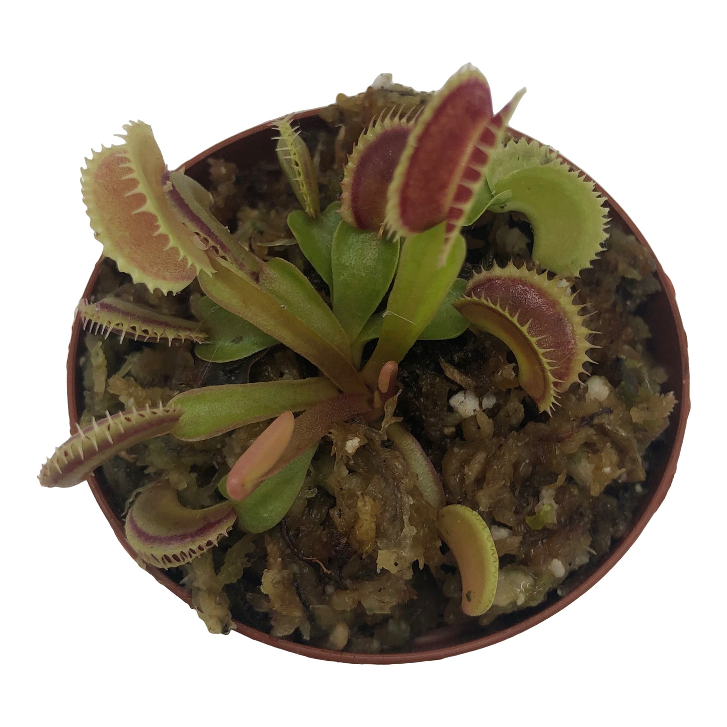 Venus Flytrap 'Dente' Carnivorous Plant