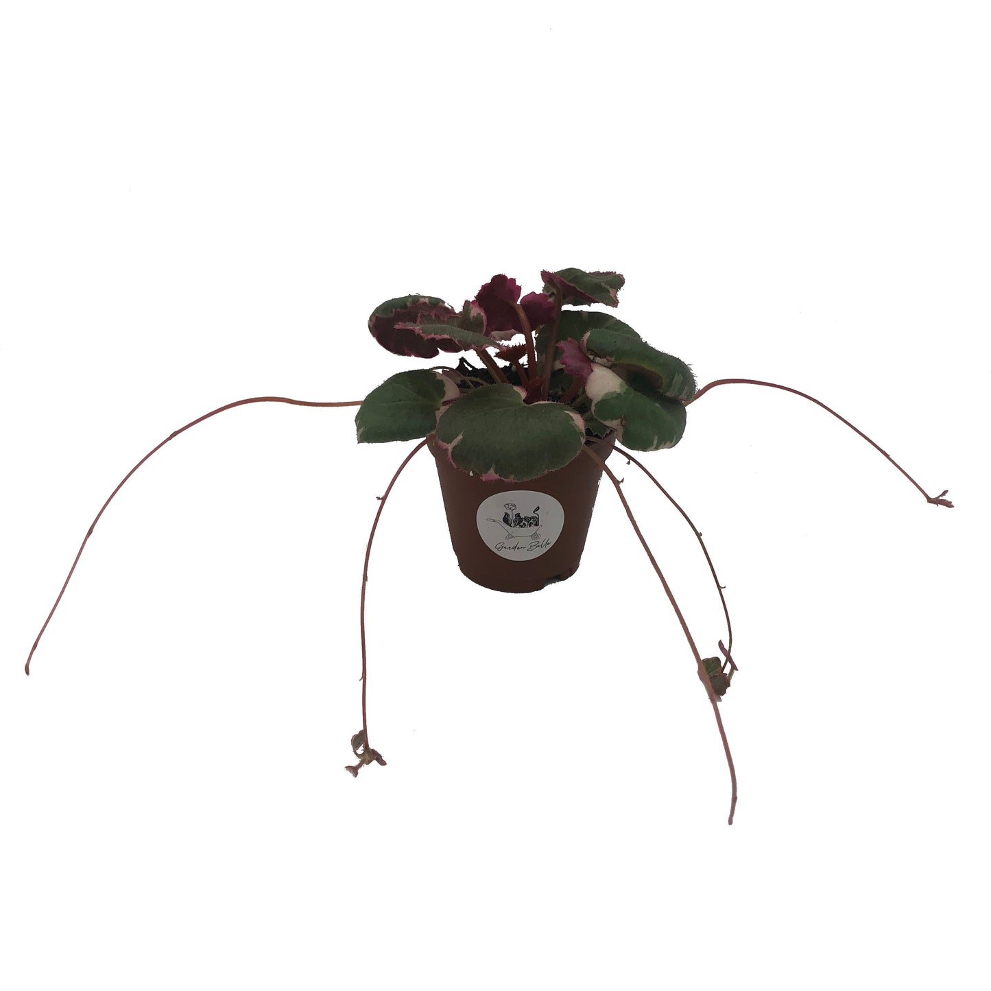 Variegated Strawberry Begonia (Saxifraga Stolonifera Variegata) In 2” Pot