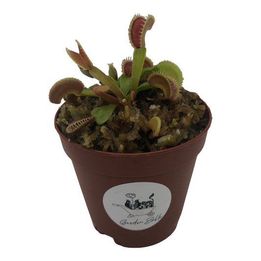 Venus Flytrap 'Dente' Carnivorous Plant