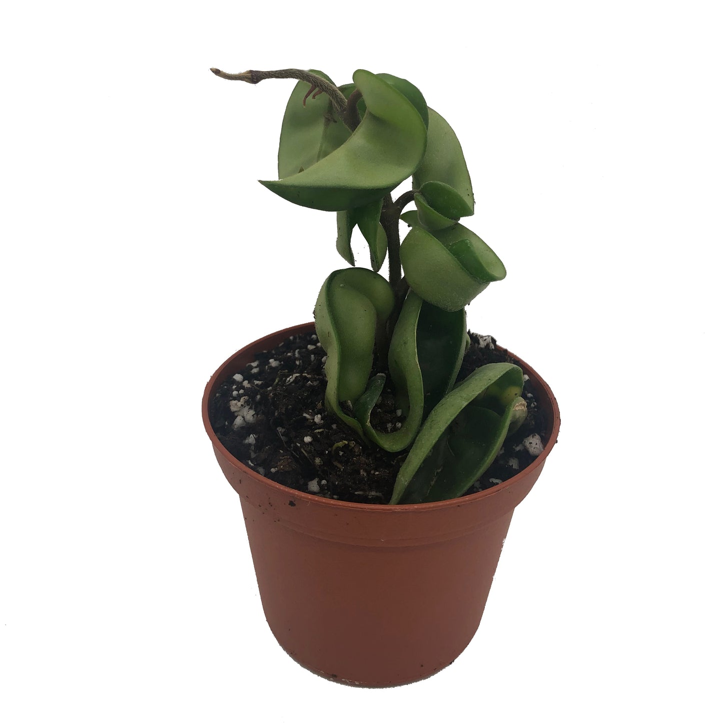 Hindu Rope Plant (Hoya Compacta) In 3” Pot