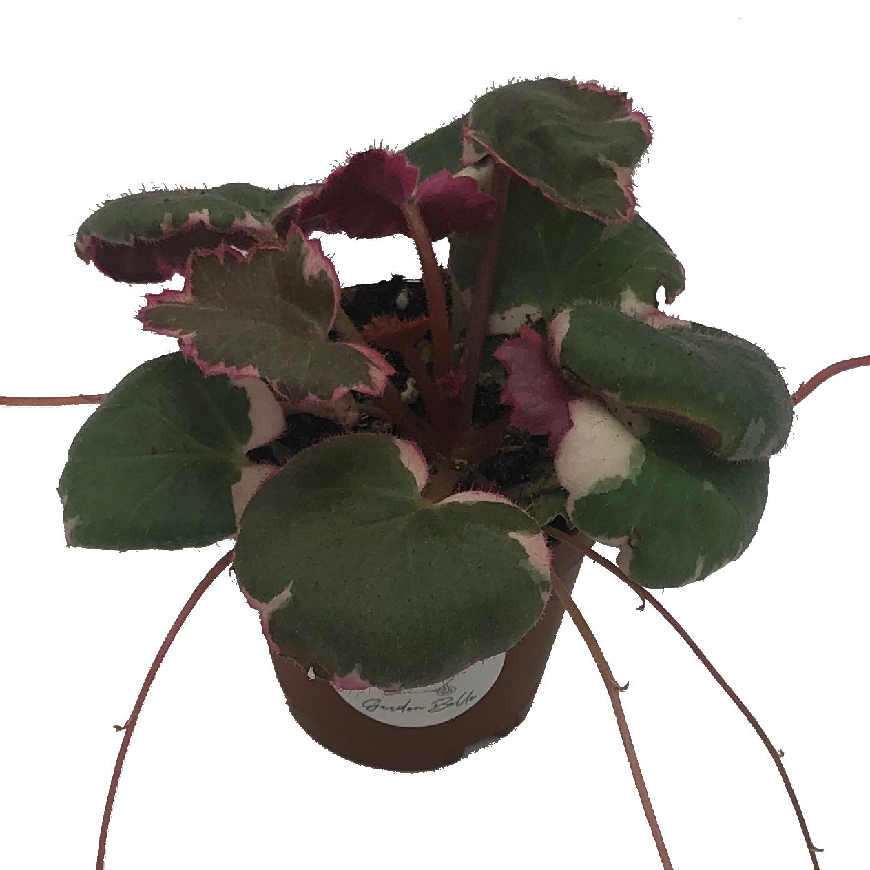 Variegated Strawberry Begonia (Saxifraga Stolonifera Variegata) In 2” – The  Garden Belle