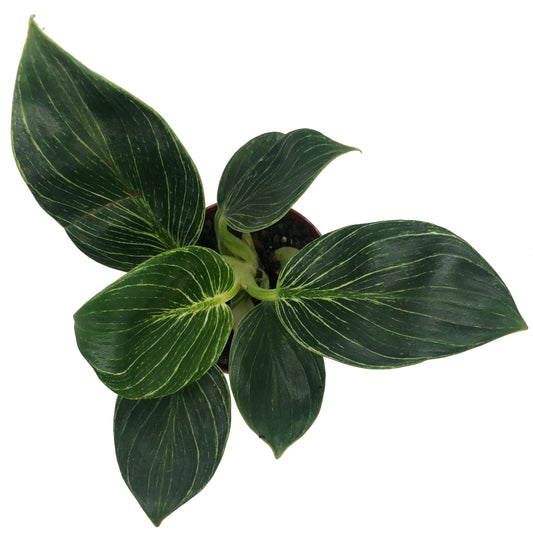 Philodendron ‘Birkin’ in 4" Pot