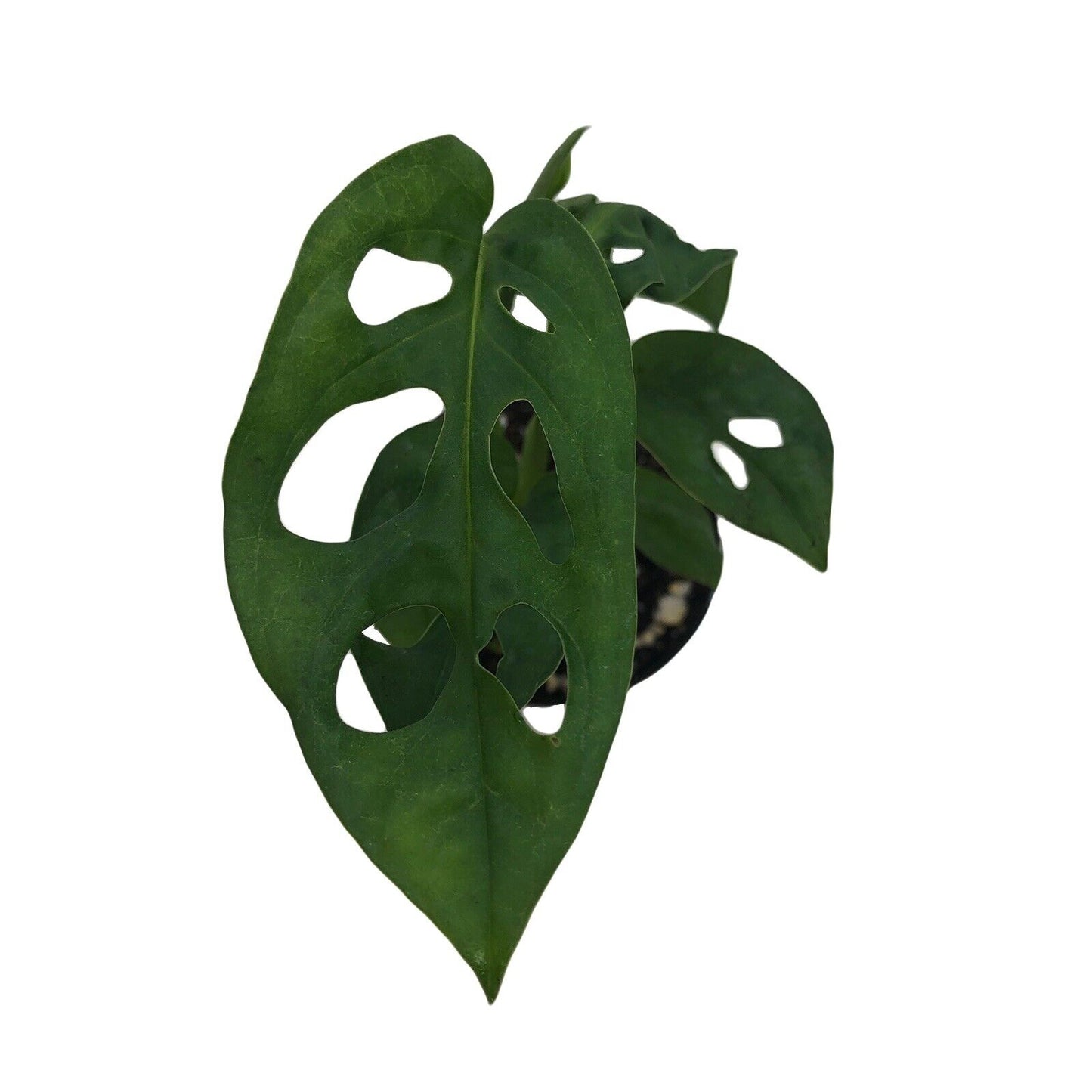 Monstera Obliqua 'Expilata' Swiss Cheese Plant in 3" Pot