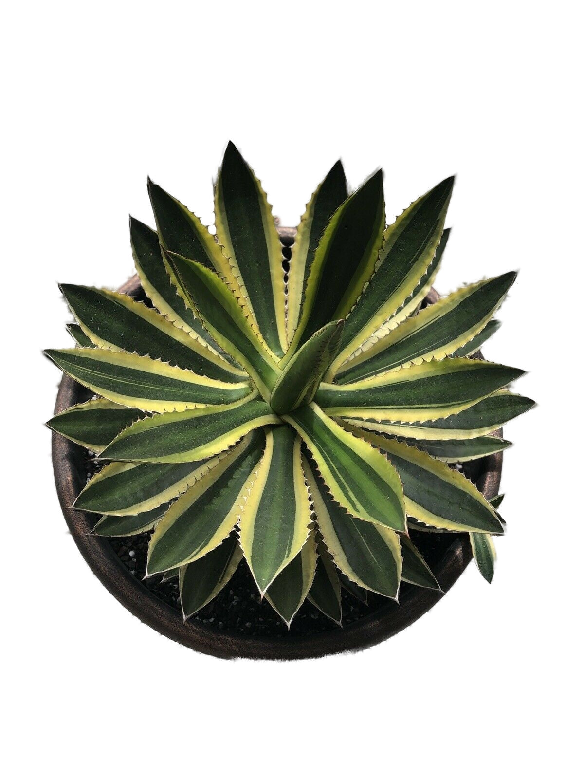 Agave Lophantha 'Quadricolor' (Quadricolor Century Plant) Live Plant – The  Garden Belle
