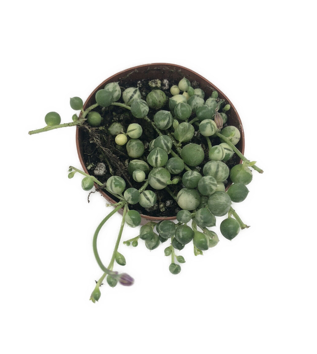 Live Variegated String Of Pearls Senecio Rowleyanus In 2” Pot