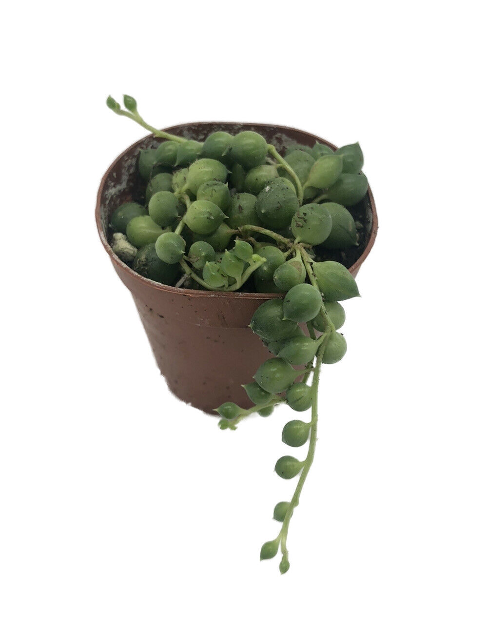 Live String Of Pearls Senecio Rowleyanus In 2” Pot