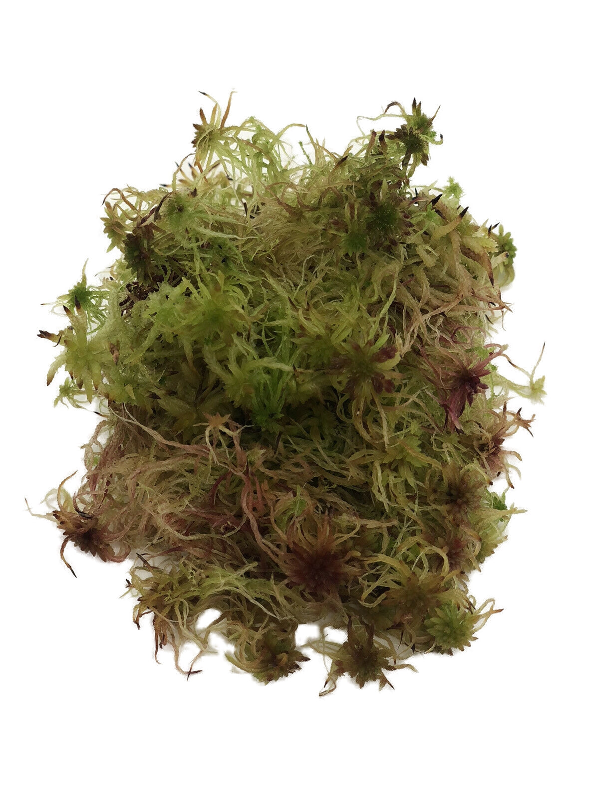 Live Sphagnum Moss Fresh Cuttings