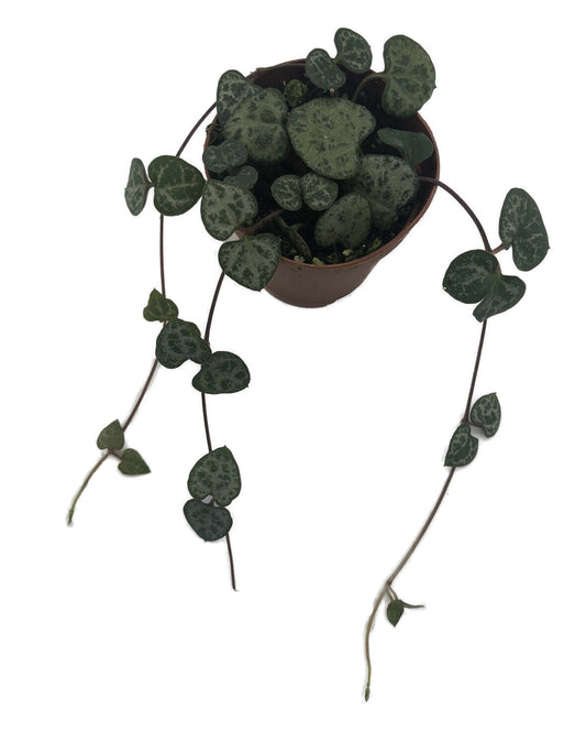 Live String Of Hearts Ceropegia Woodii Succulent Plant In 2” Pot