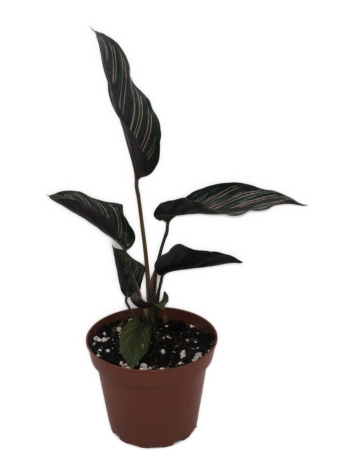 Calathea Ornata Pinstripe Plant