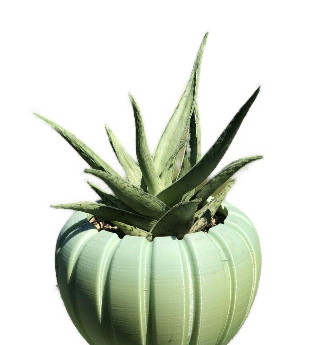 Snow Drift Live Aloe Plant